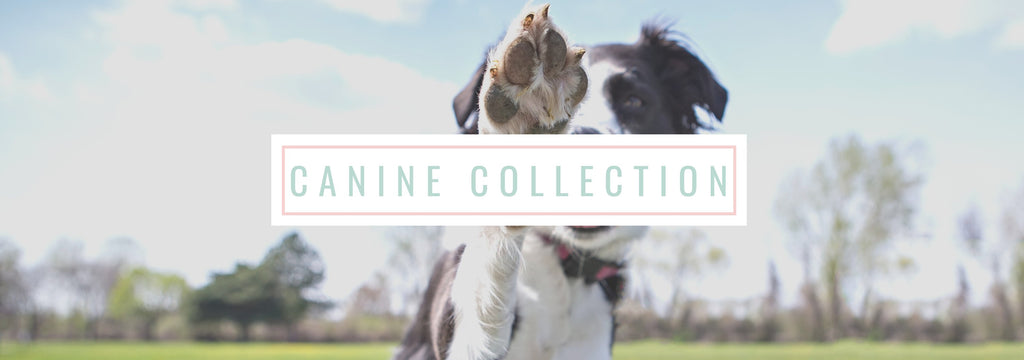 CANINE COLLECTION